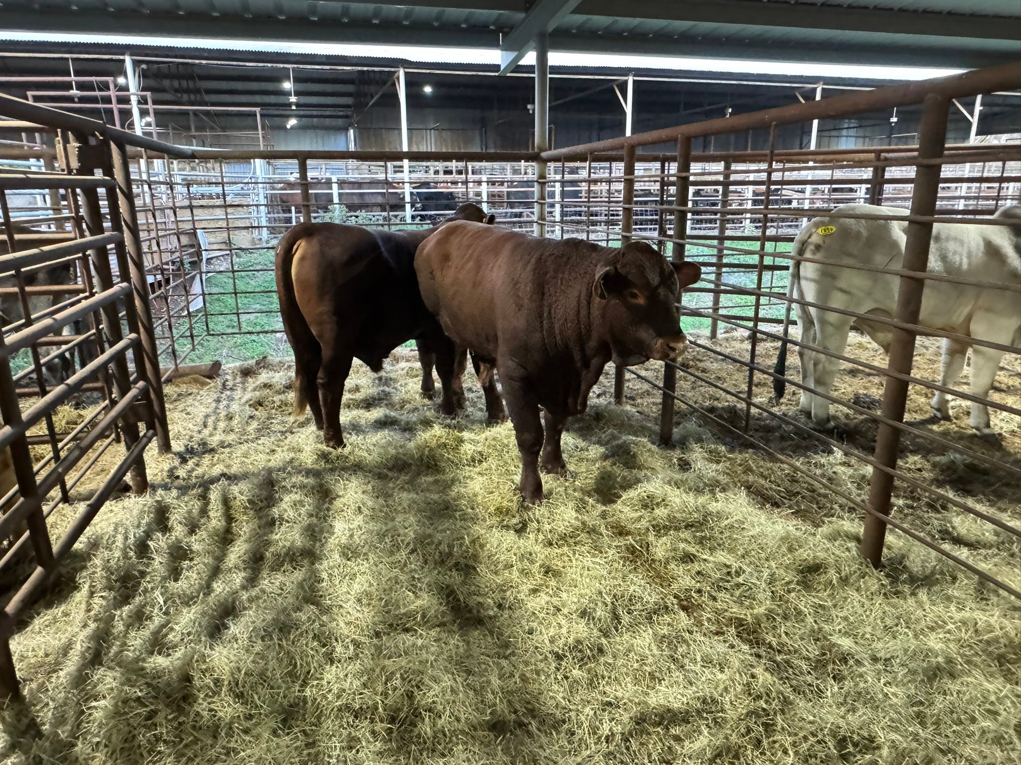 🇺🇸🇺🇸El Campo Livestock... - El Campo Livestock Exchange LLC | Facebook