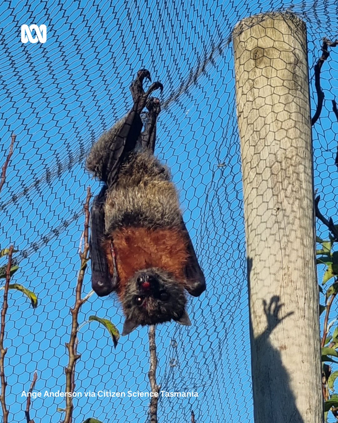 ABC Hobart - This is certainly not something you see every... | Facebook