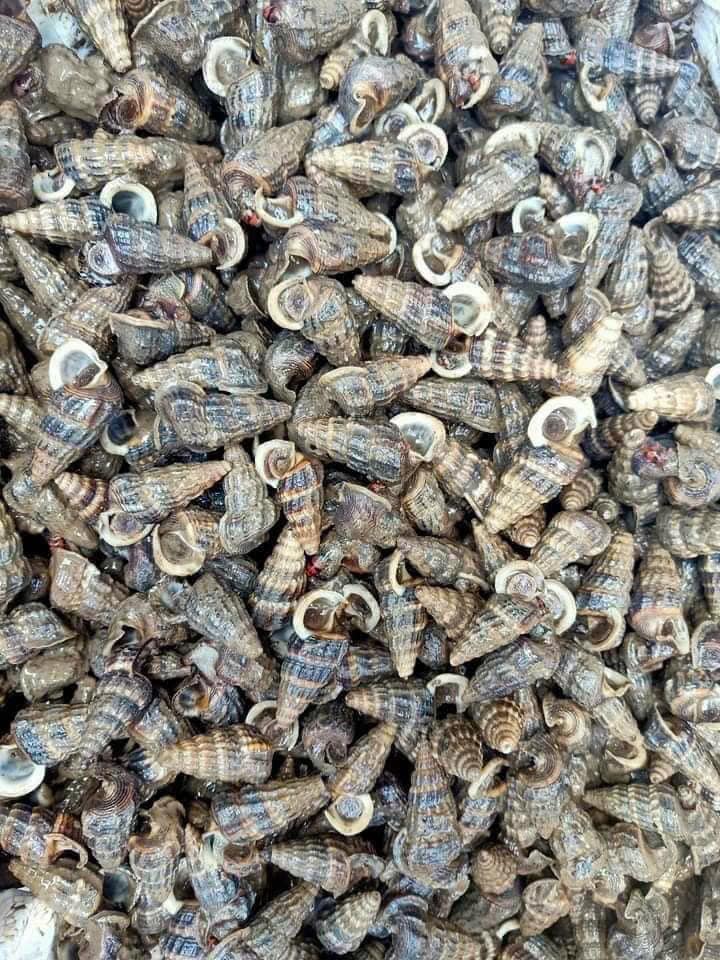 Ăn Vặt Linh Xuân, Thủ Đức | 🐚Ốc len rừng cồ , e có chế biến xào xả ớt ...