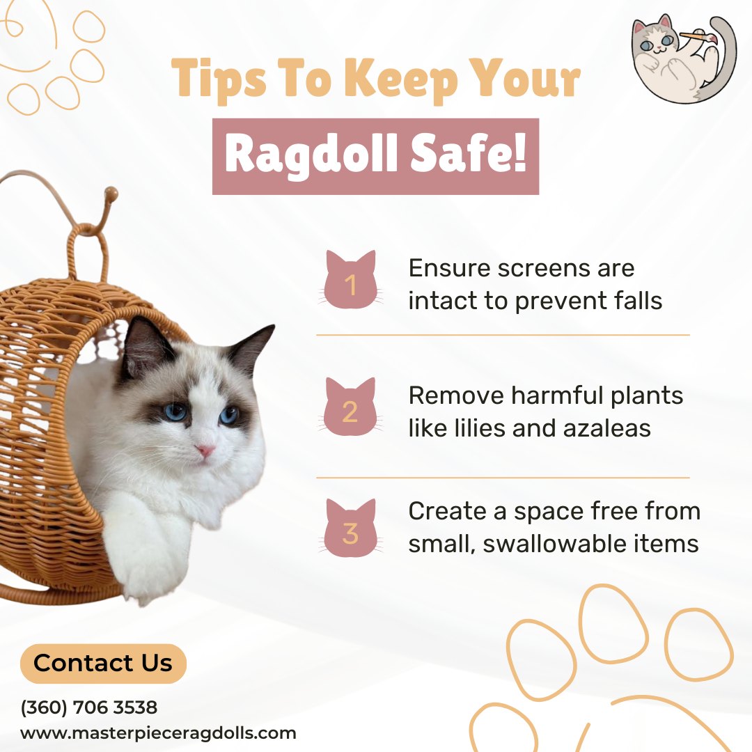 Masterpiece Ragdolls | Olympia WA