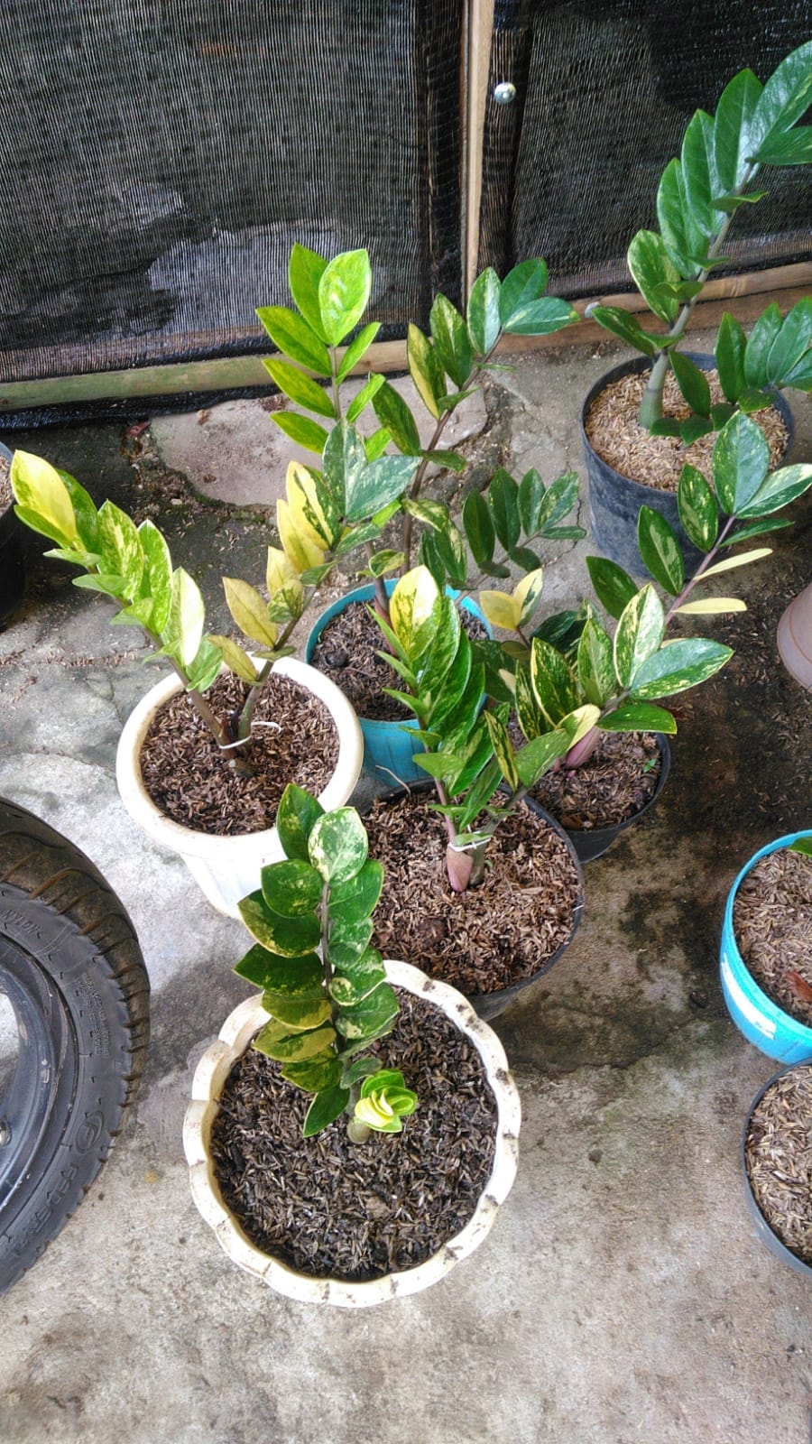 One of my Rarest Plant! Variegated 