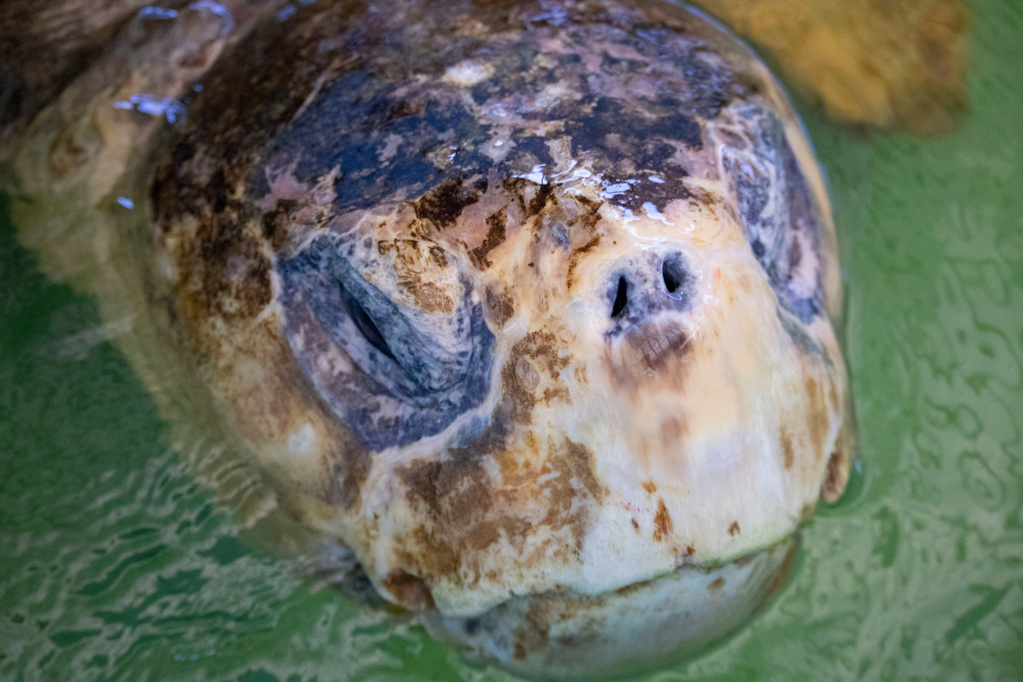 Brevard Zoo - Bubba the big loggerhead sea turtle got...