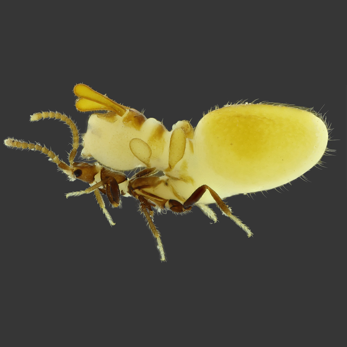 澳門昆蟲學會 Macao Entomological Society