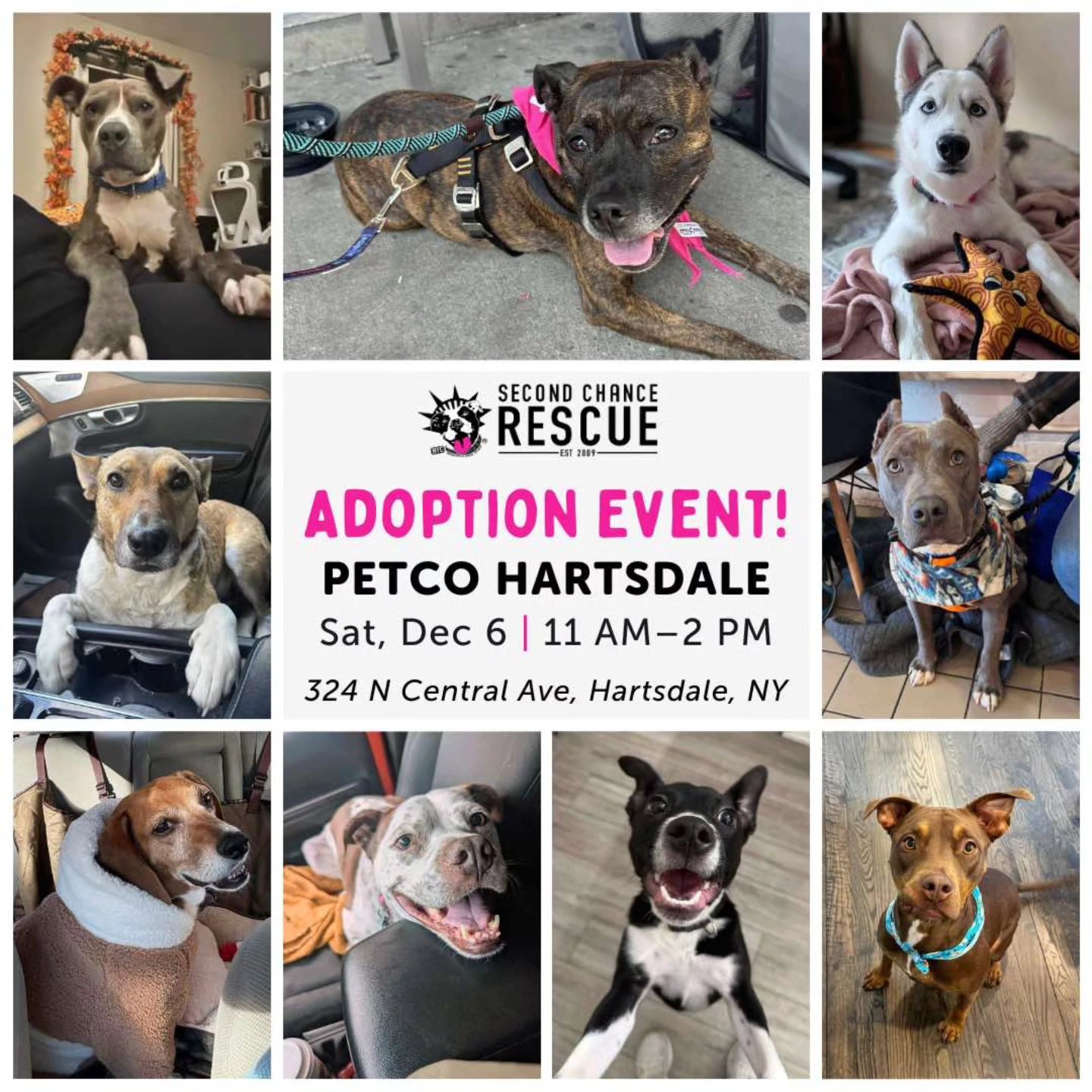 🎉 We’re heading to @petco in... - NYC Second Chance Rescue | Facebook