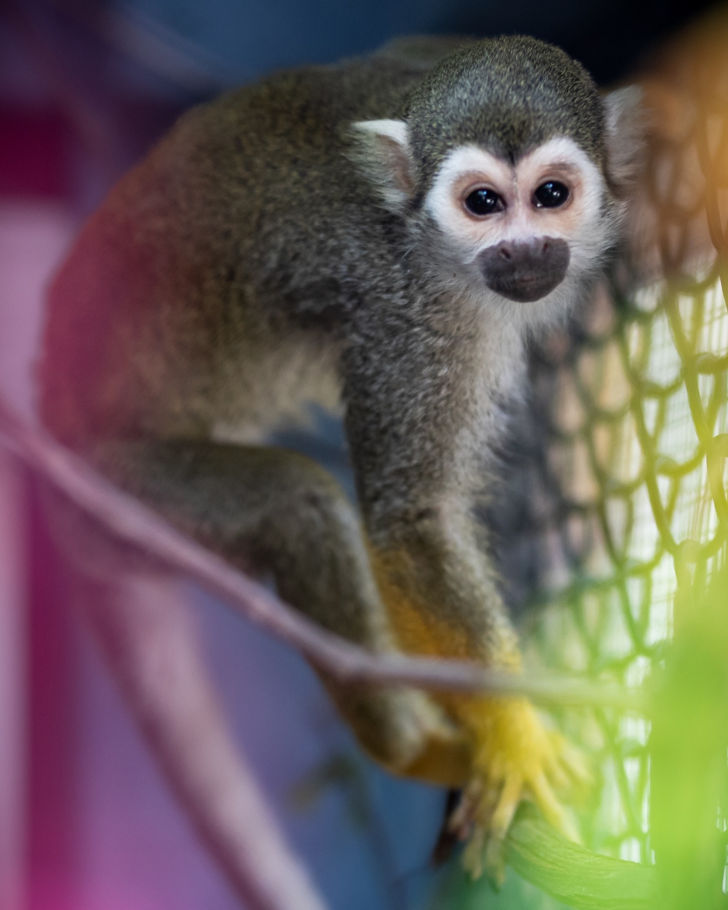 Story - 🐒 ️🧡💛💚💙💜It’s incredible how resilient animals can be with a ...
