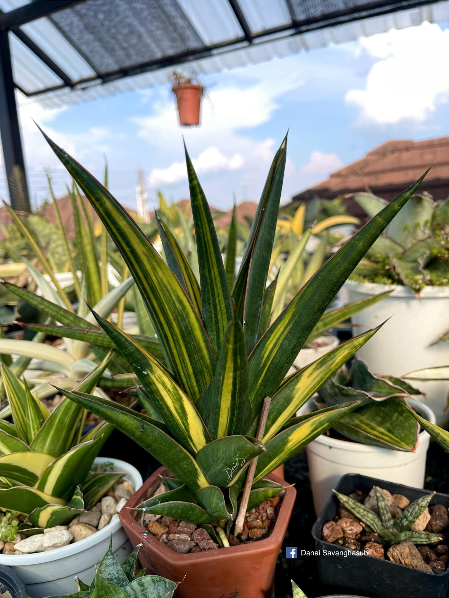Sansevieria sp. Zimbabwe Variegated - #Sansevieria