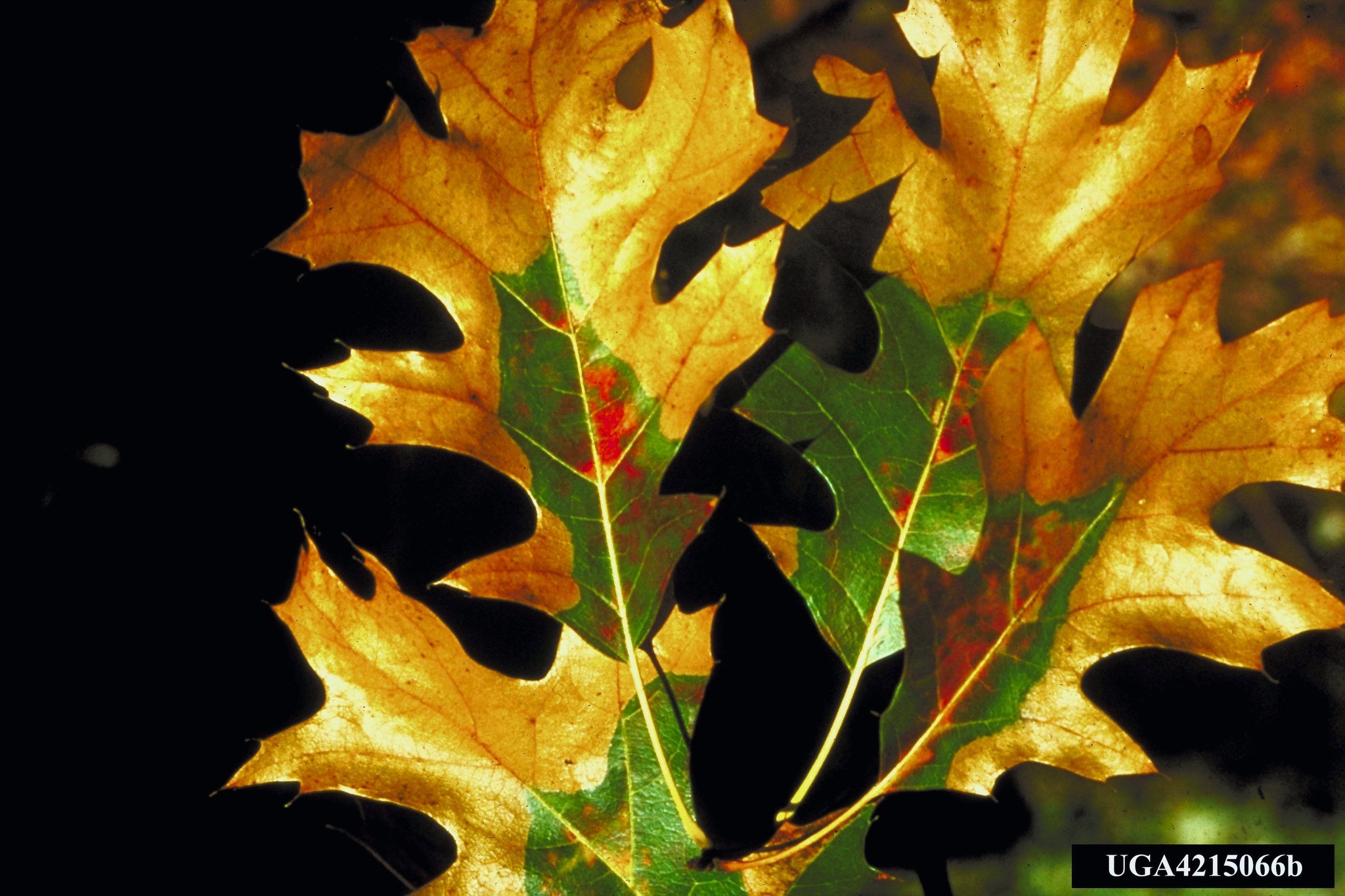 🌳 Got oak trees to trim? ️ Do it this winter—it's the safest time to ...