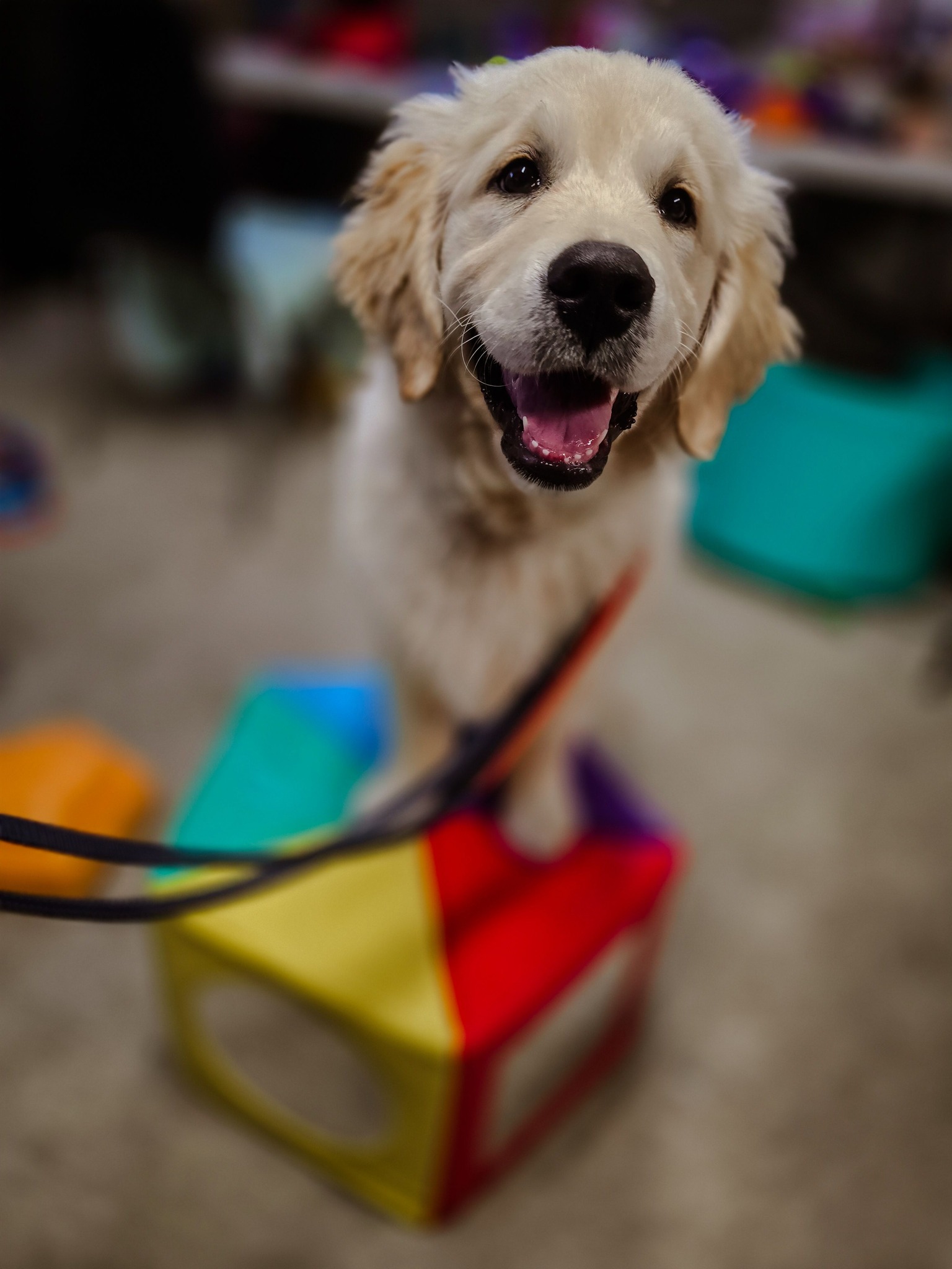 The Visiting - Has your family welcomed a new puppy over the holiday ...