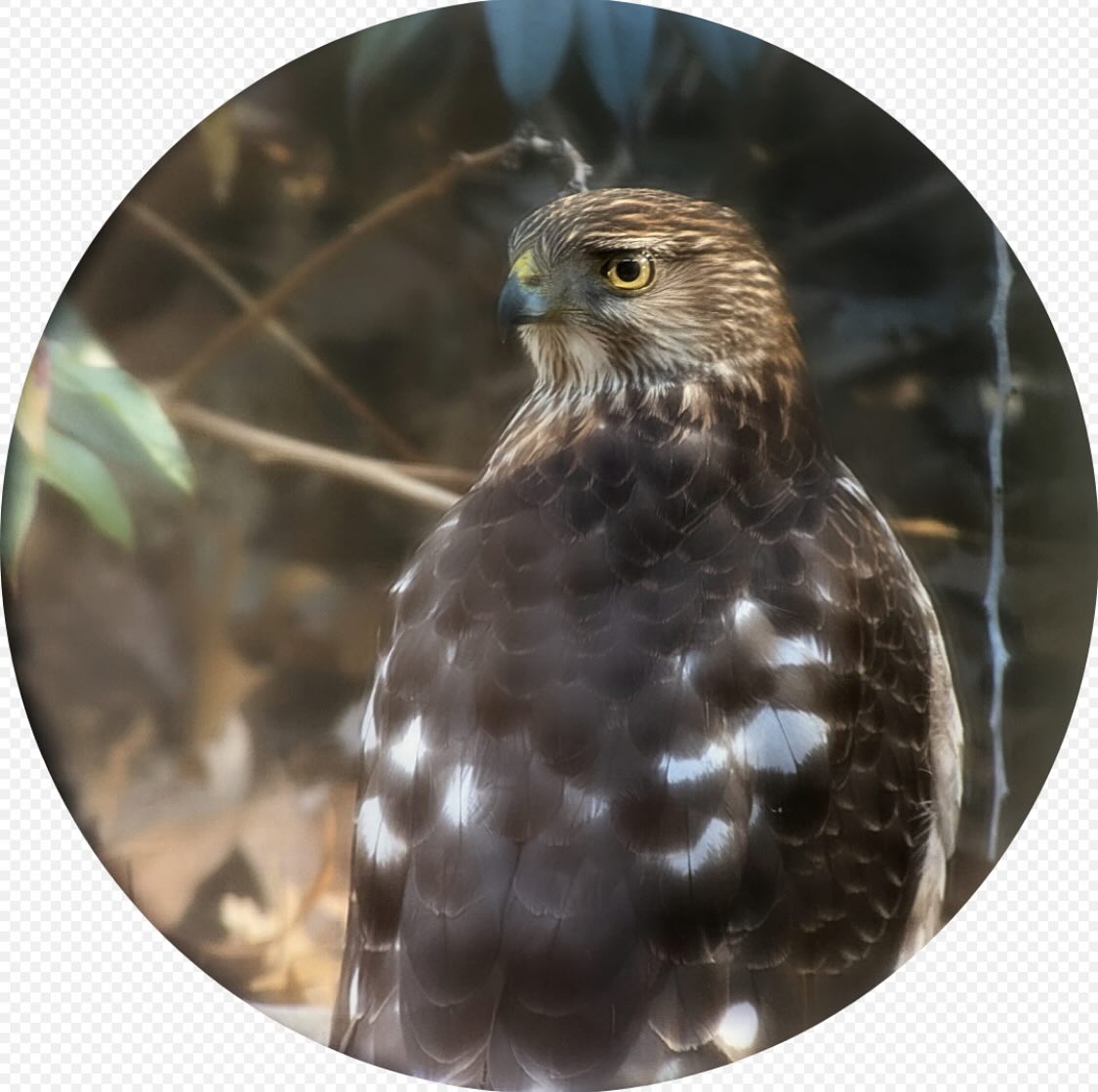 Cora - Always a moment of dramatic tension when a predator shows up at ...