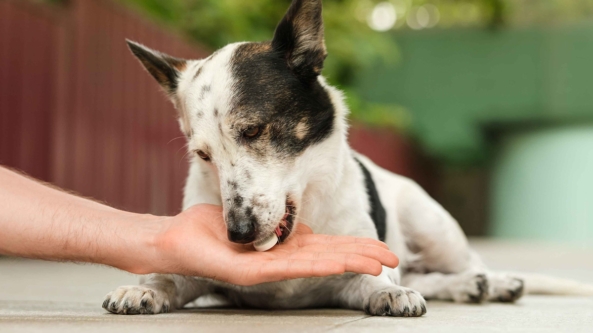 Banfield - Tackling osteoarthritis is a joint effort 💪 Osteoarthritis ...