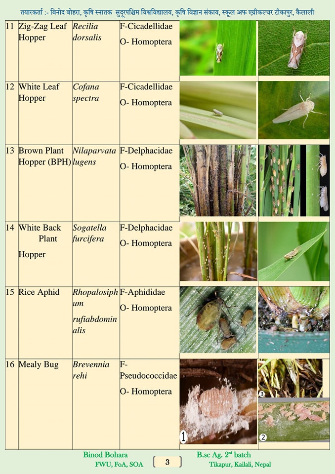 Major insects pest of Rice 🌾 #pest... - Half Agriculturist | Facebook