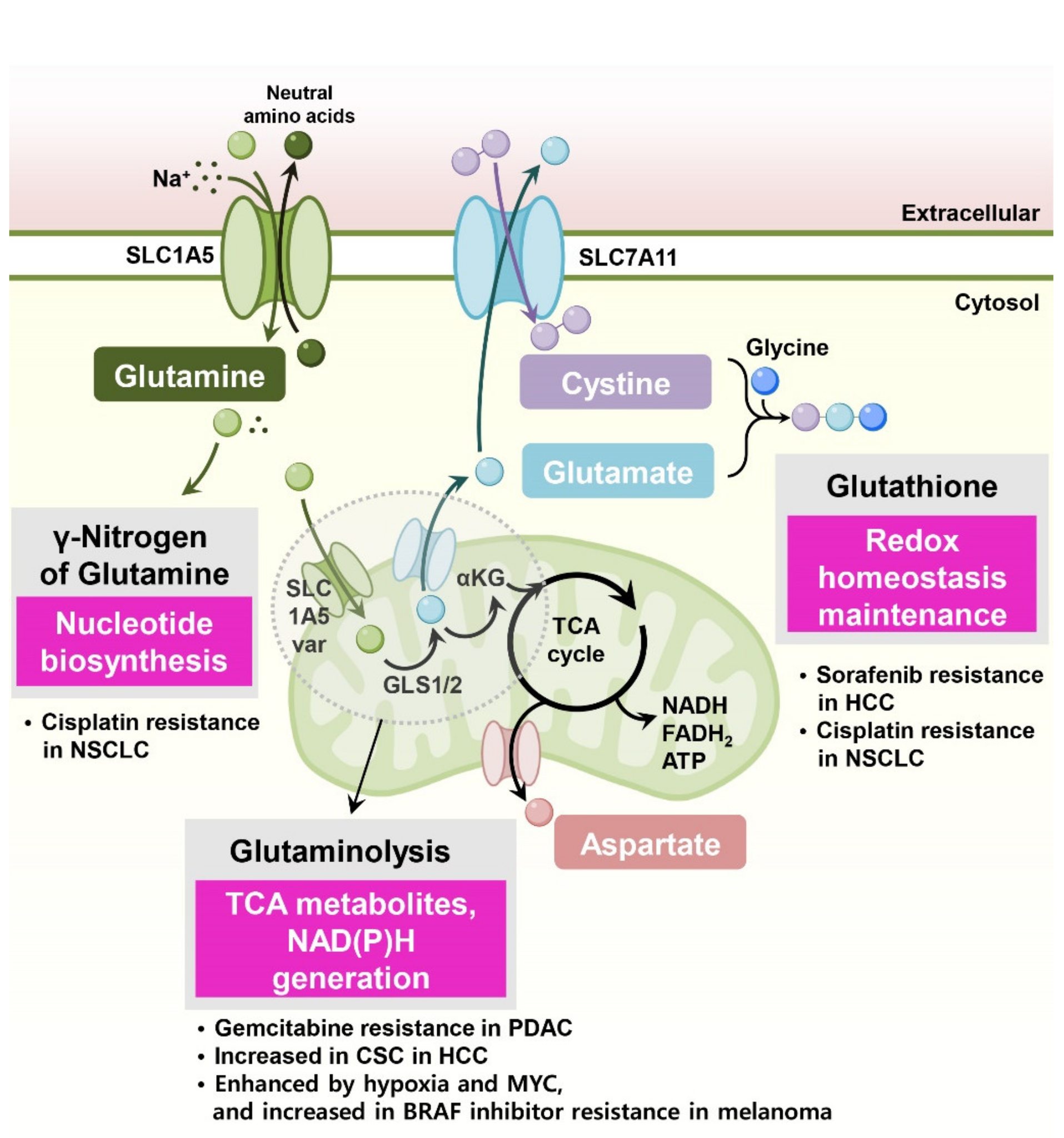 busbynaturopathics glutathione cysteine Nature research paper: Catabolism of extracellular supplies to support tumours 🟦Not all Copper Peptides