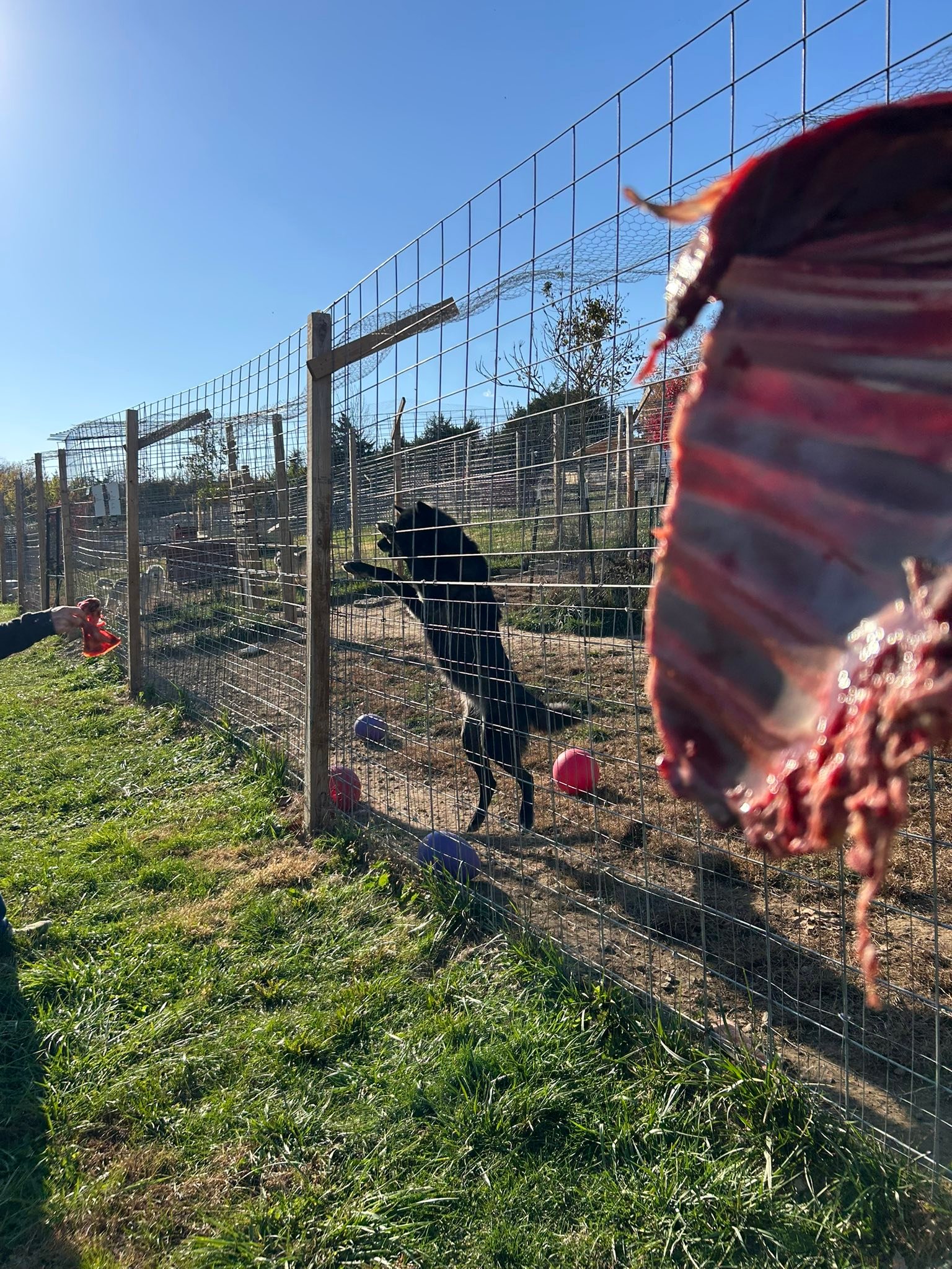 Red... - Red Riding Hood Rescue Project - a wolfdog rescue