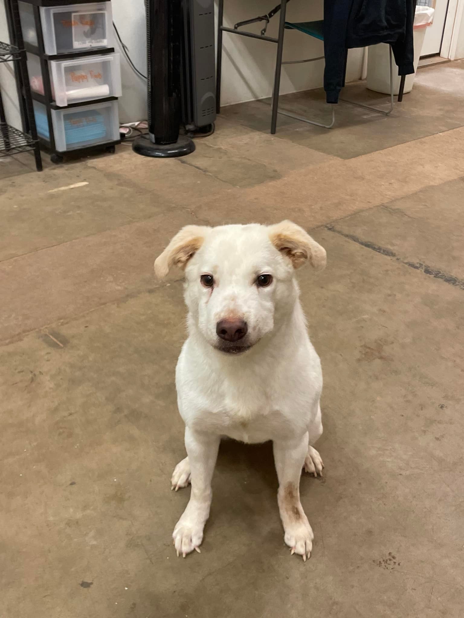 Meet Ross! Ross is our little... - Heartland Lab Rescue | Facebook