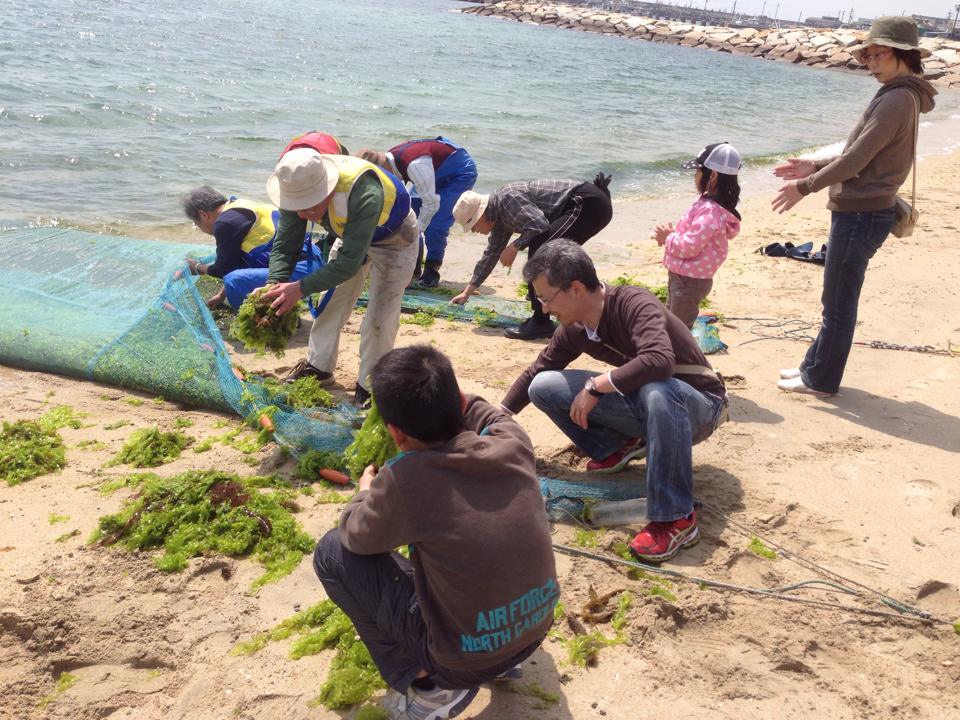 大阪海さくら 本日 明石市江井ヶ島海岸へ アマモの森に棲む生き物調査に参加しました アマモある浜と Facebook
