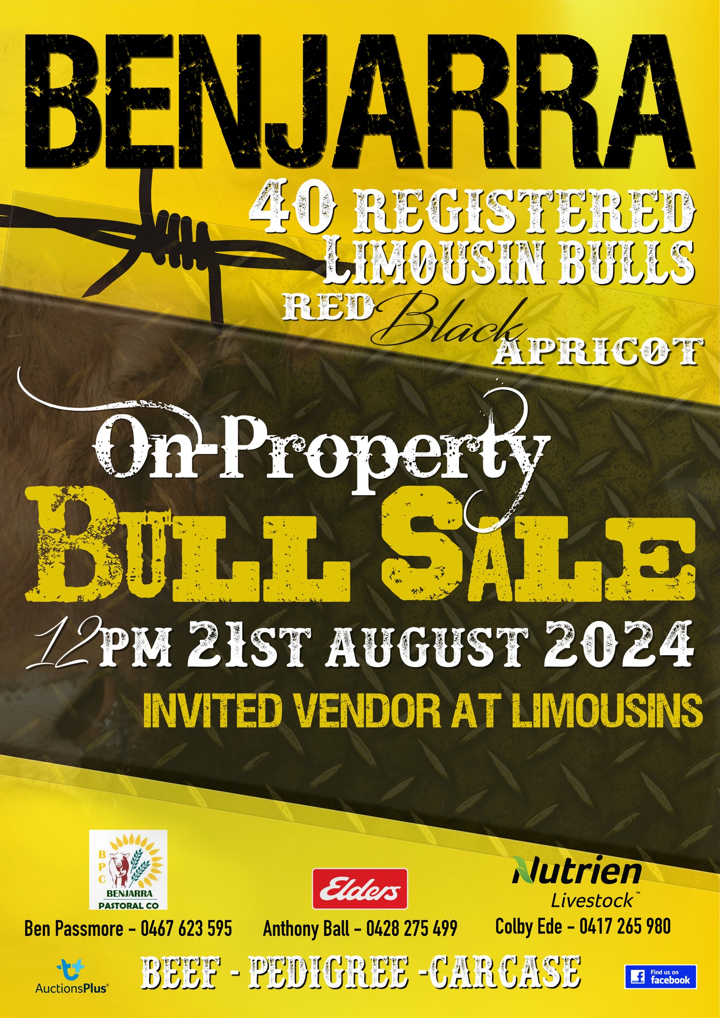 A.T Limousins | Ballandean QLD