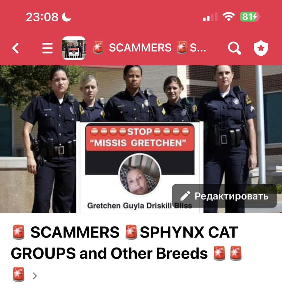 🚨 SCAMMERS 🚨SPHYNX CAT GROUPS and Other Breeds 🚨🚨🚨 | Facebook