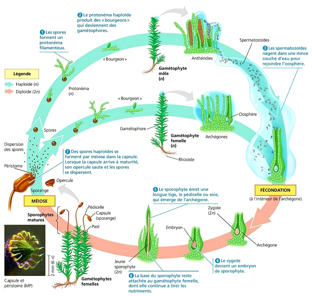 Le cycle de développement de... - Biologie Simplifiée