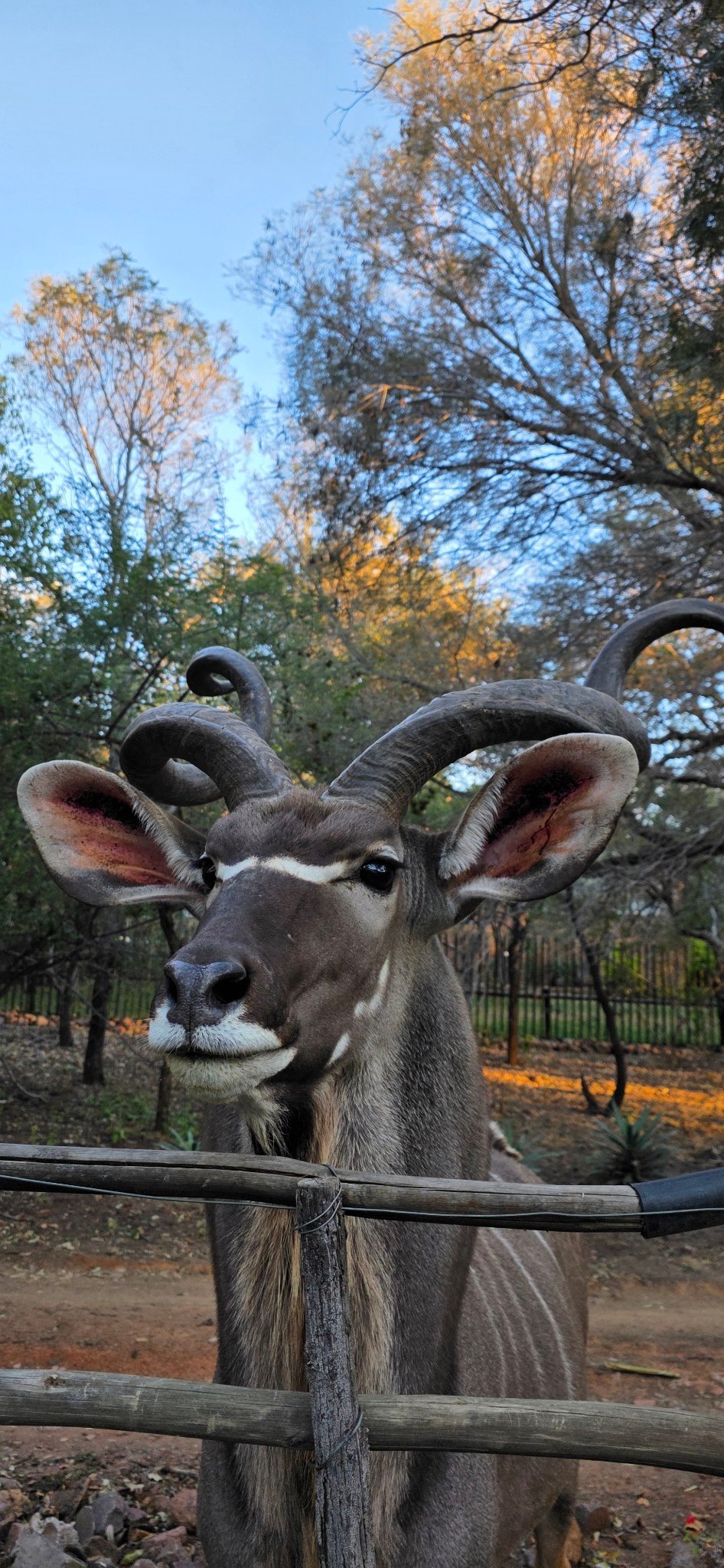 Bush Stalkers