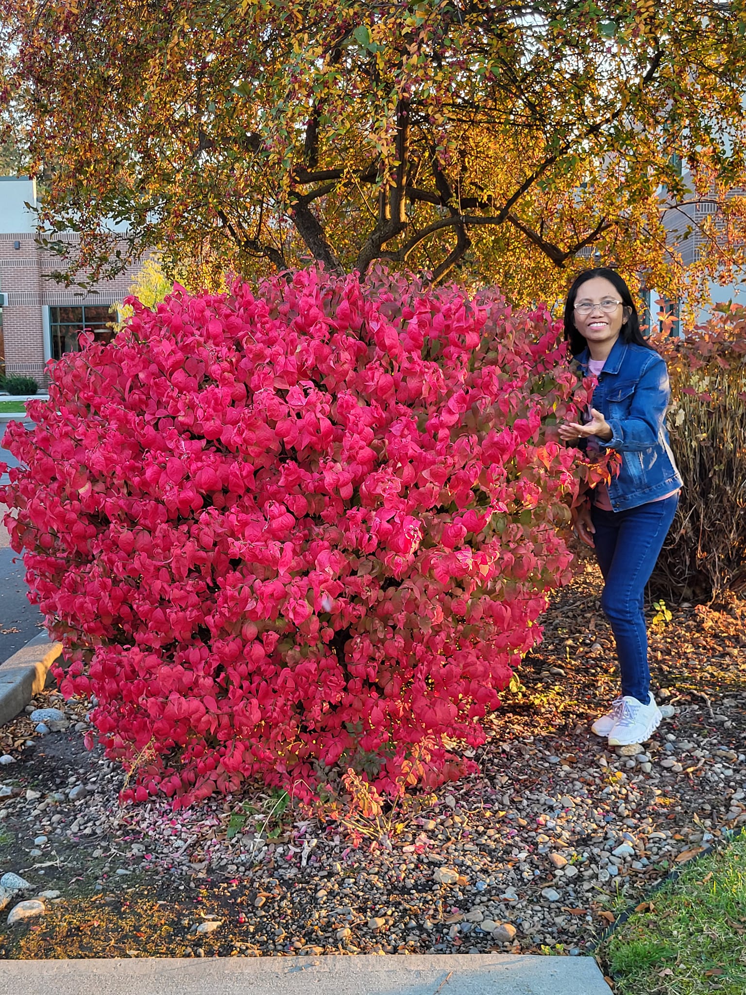Burning bush plants with bright red fall color
