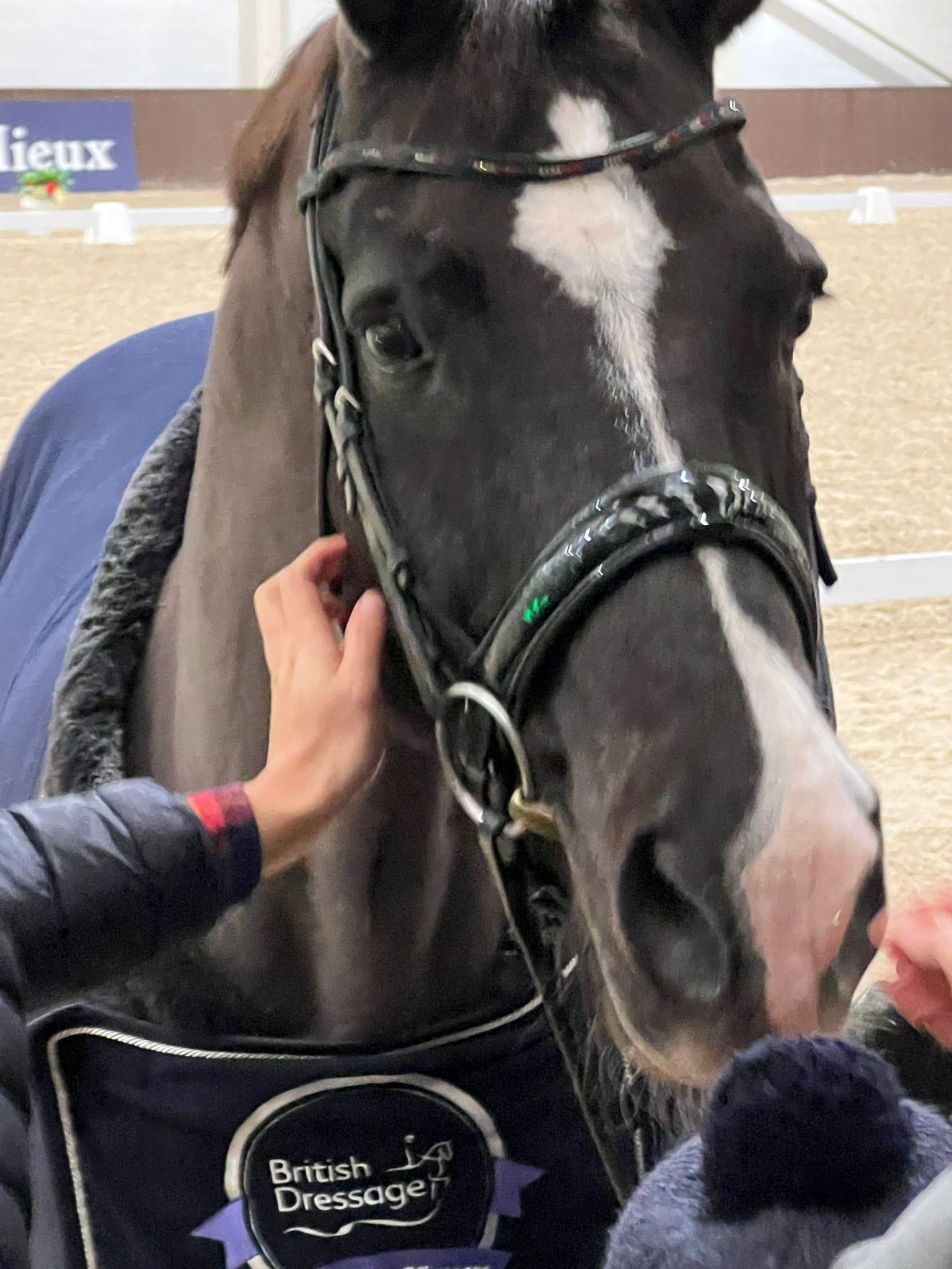 Alyssa Mathers Performance Horses | Terara NSW