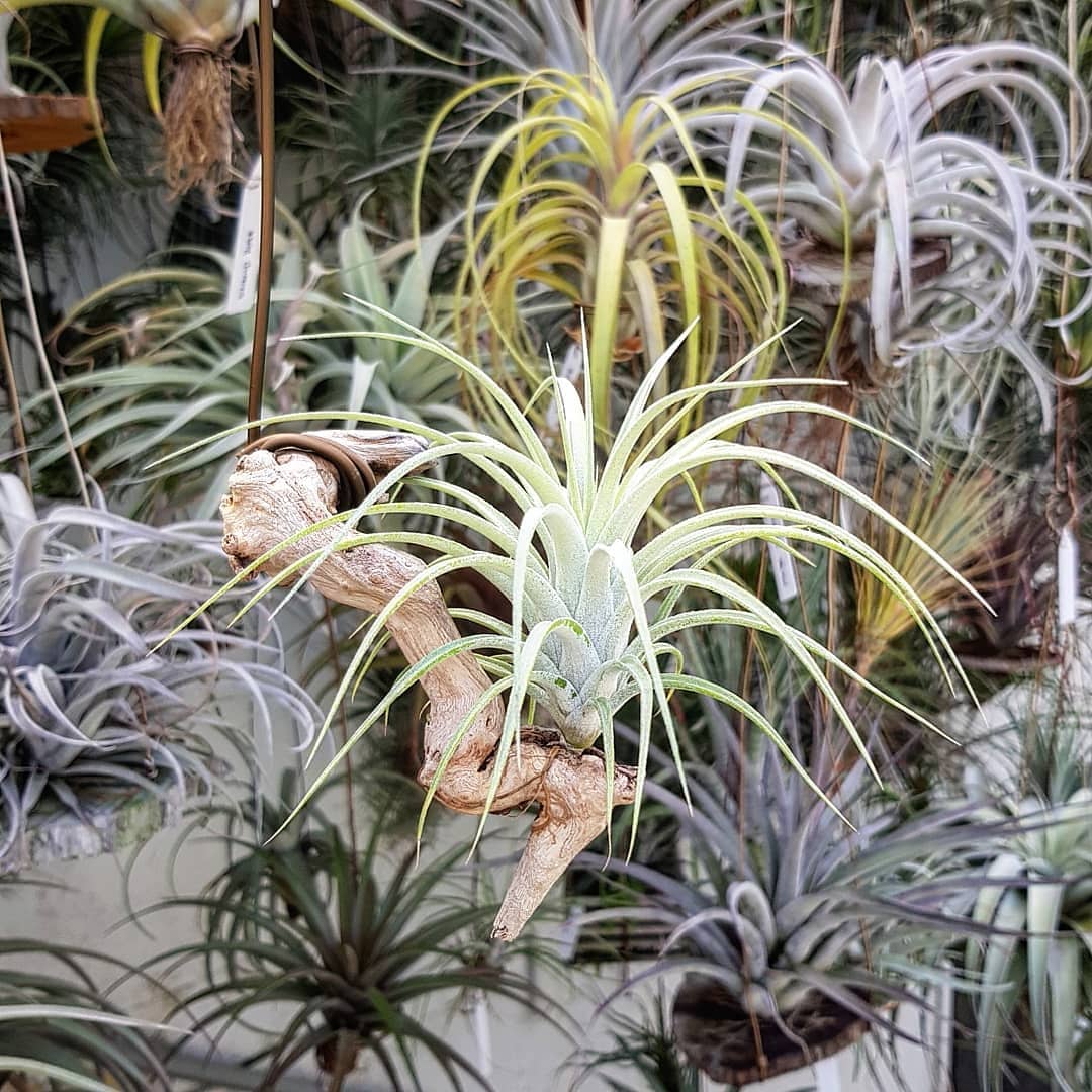 ブロメリア・エアープランツ Tillandsia jalisco x io.var.van-hyningii jalisco-monticola X ionantha var vanhyningii Hybrid from Thailand