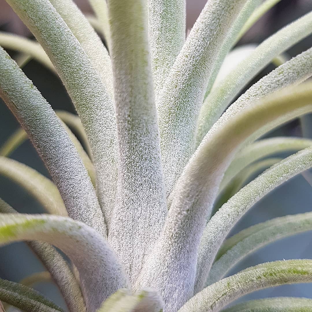 ブロメリア・エアープランツ Tillandsia jalisco x io.var.van-hyningii jalisco-monticola X ionantha var vanhyningii Hybrid from Thailand