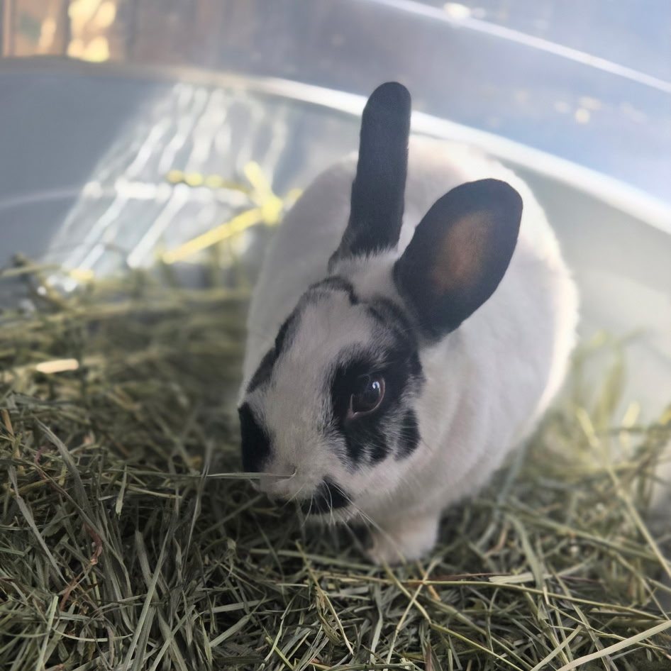 Cotton Tails Rabbit Rescue, Inc. | New City NY