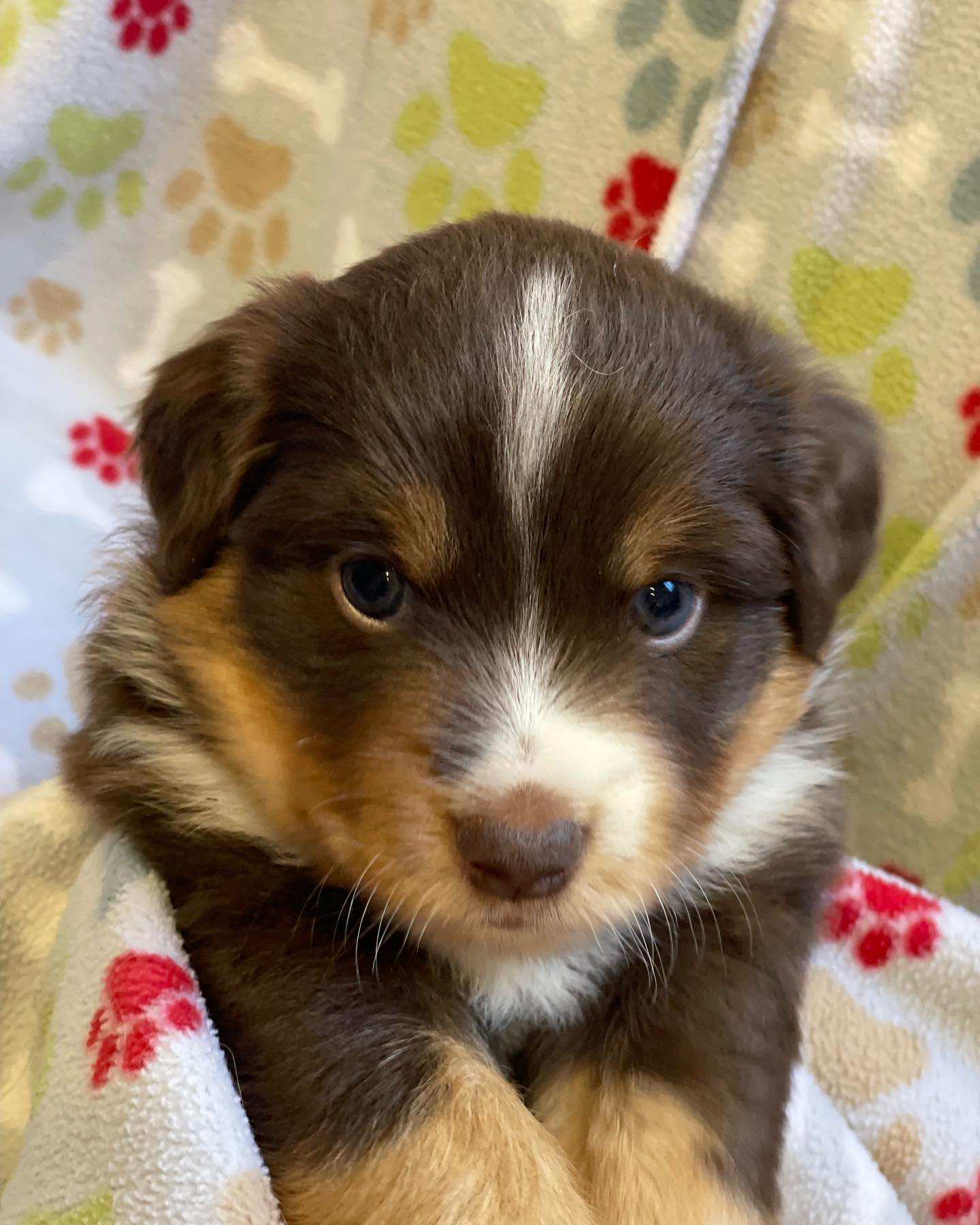 Meet... - Donati Ranch Mini American Shepherd and Mini Aussies