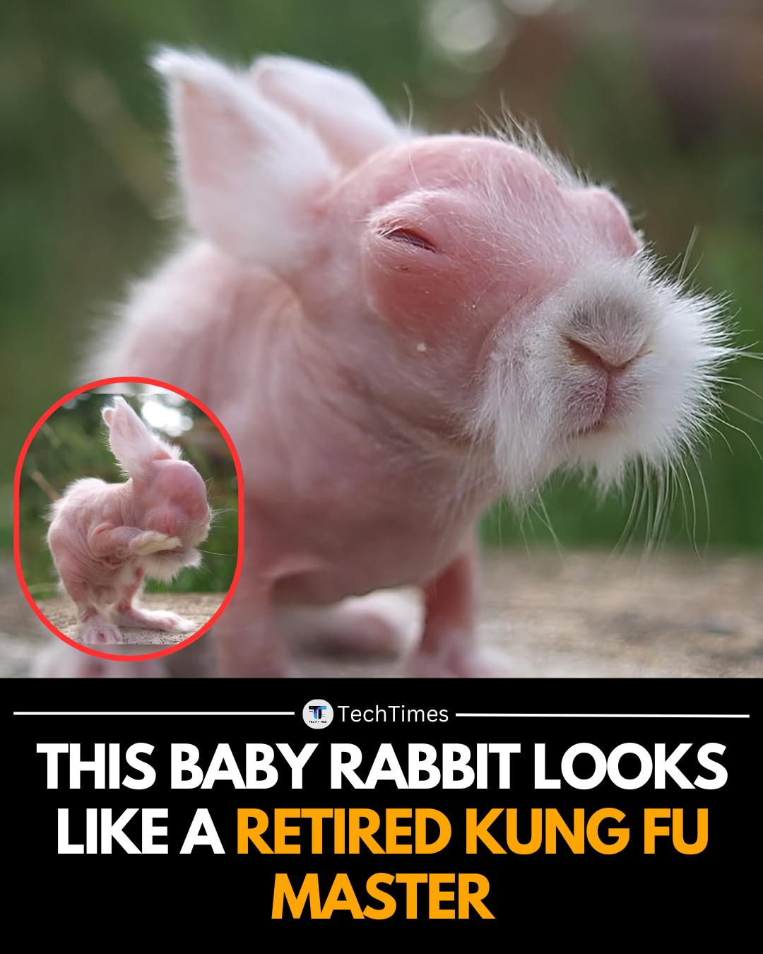 TechTimes - At first glance, it’s just a newborn rabbit. But the ...