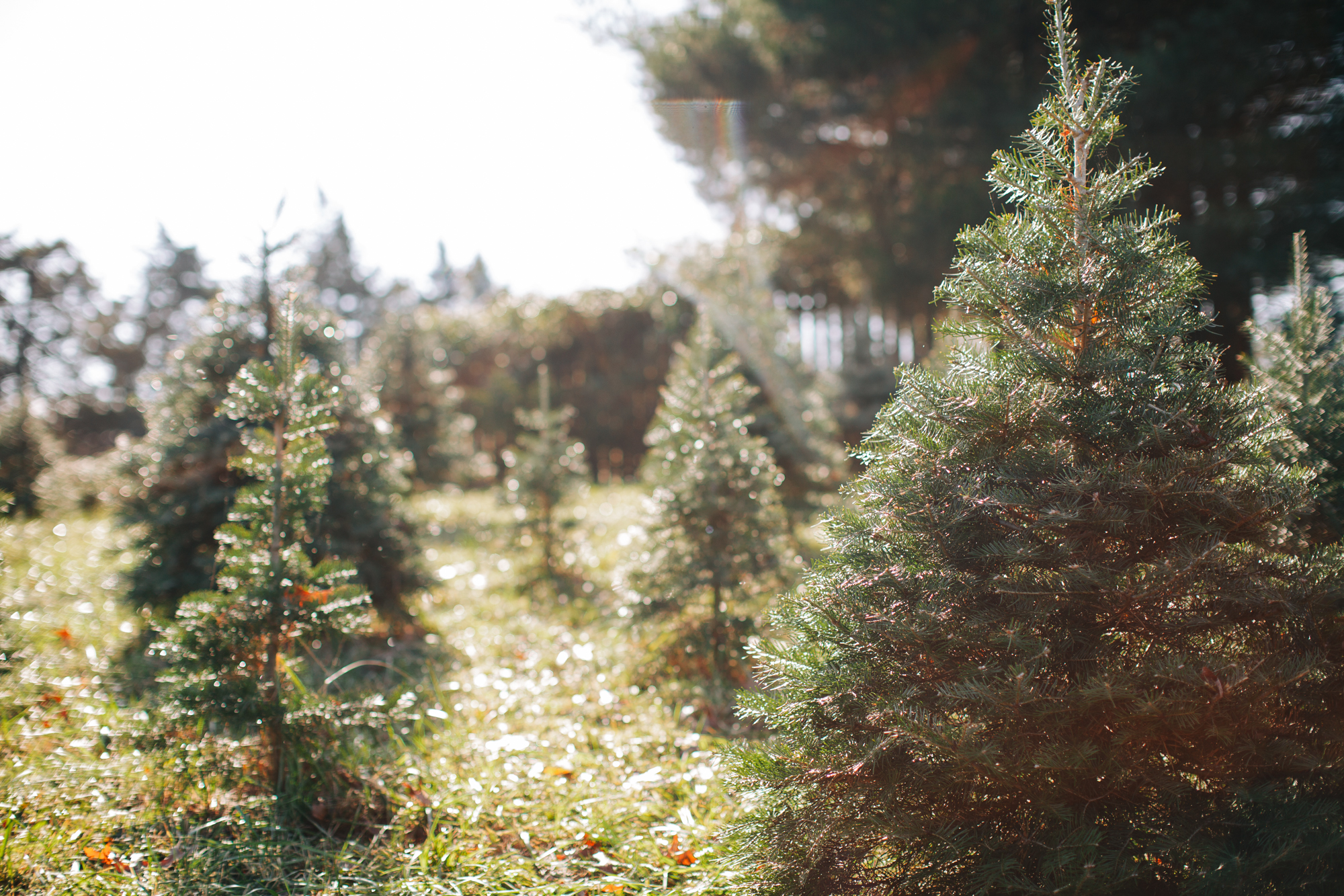 Christmas Tree Farm Minis