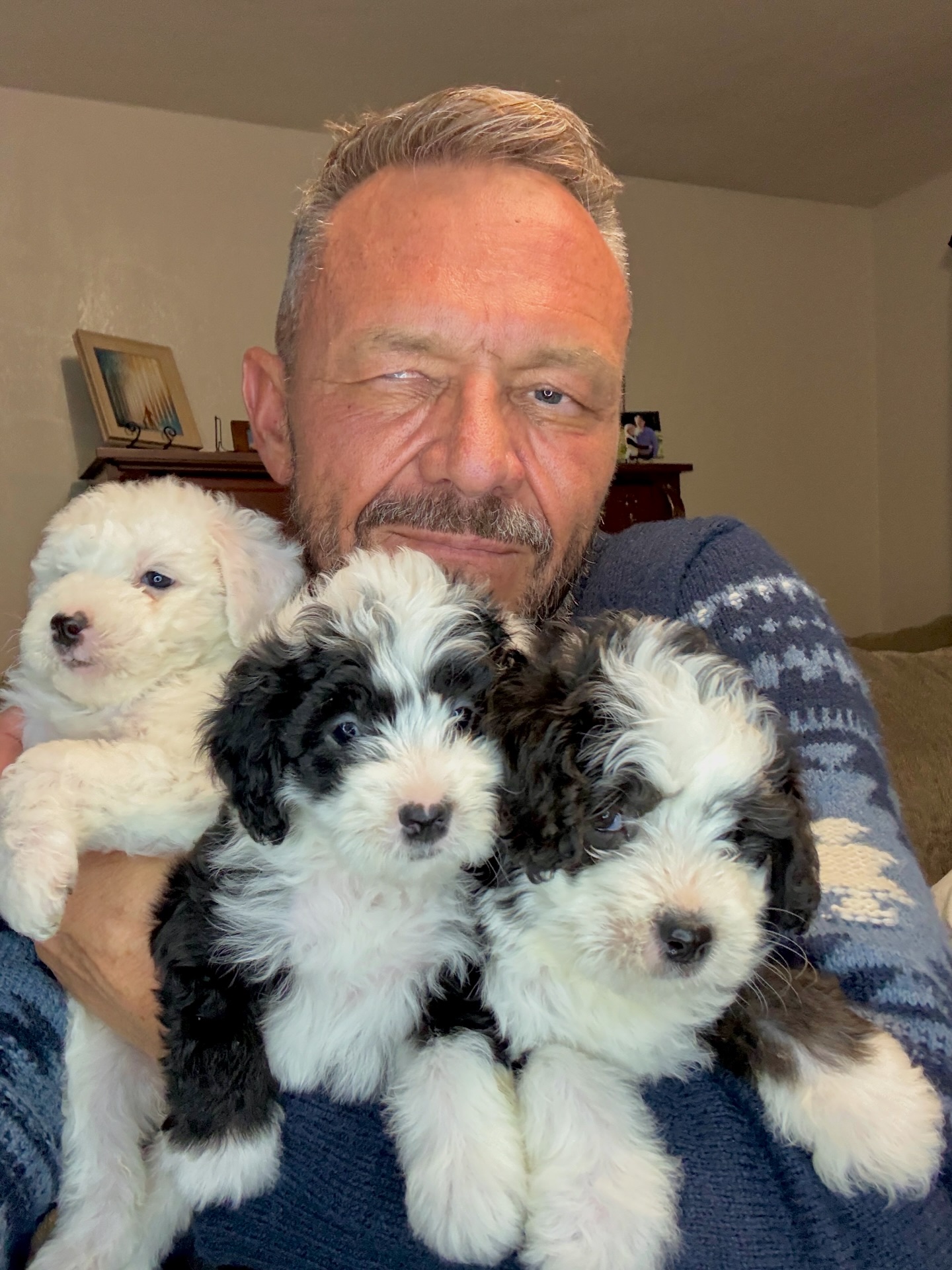 Rasmussen Ranch - Miniature Sheepadoodle Puppies - I love the green ...