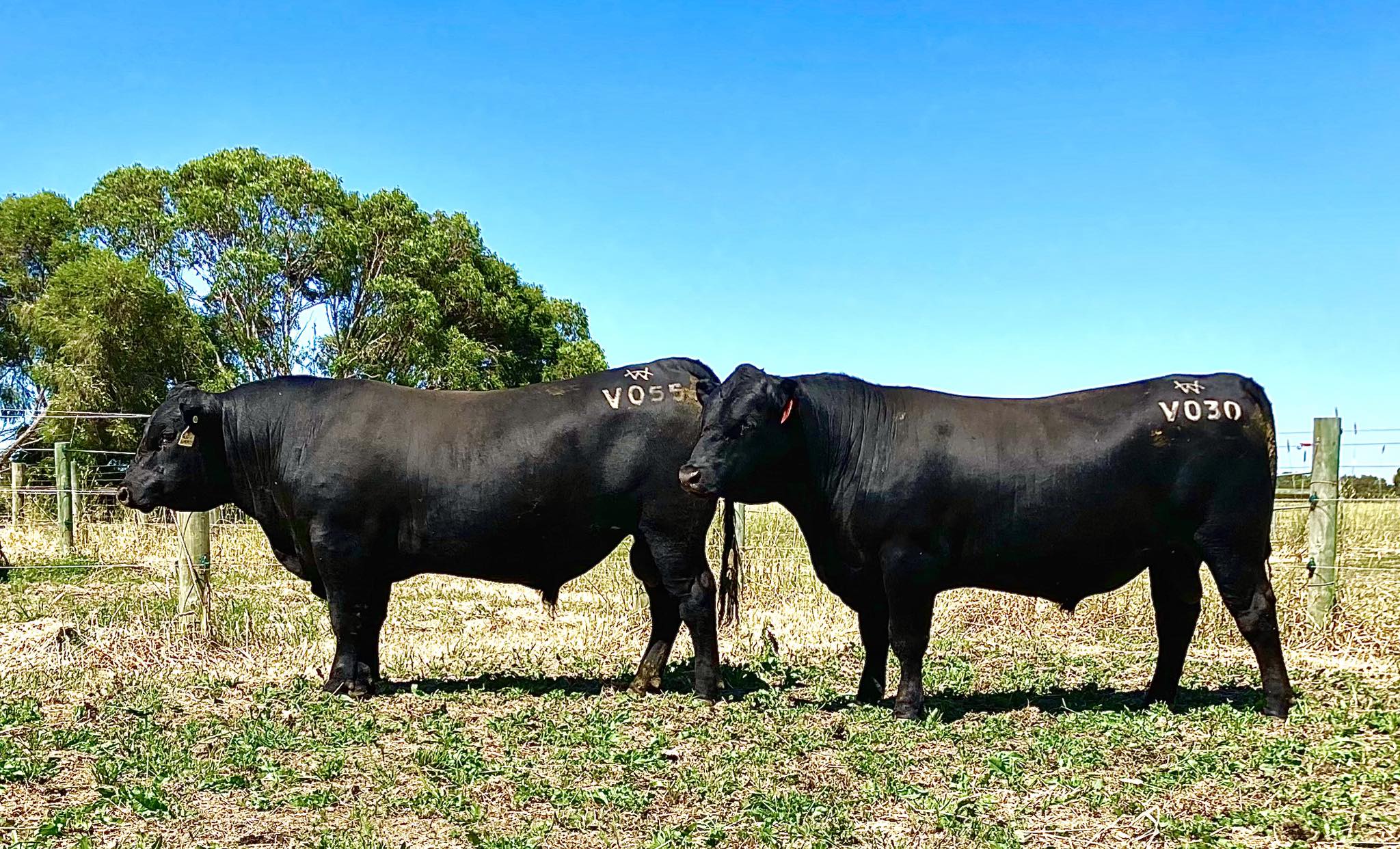 Weatherly - These handsome fellas had 4 weeks each with the heifers ...