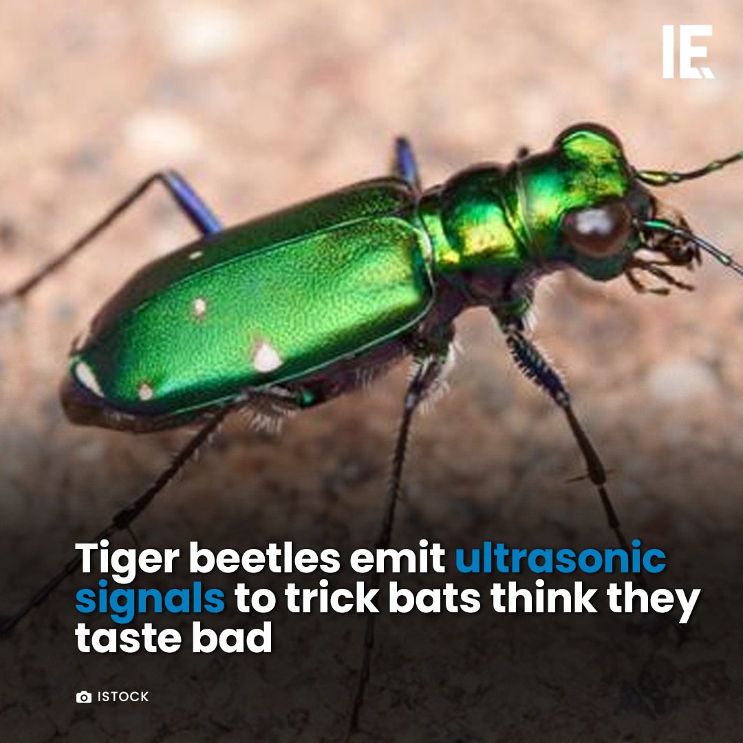Interesting Engineering - Tiger beetles mimic moth signals: https://ie ...
