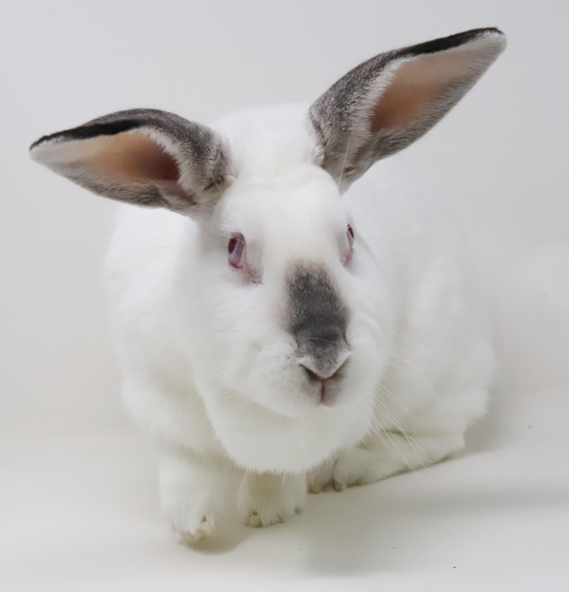 MEET OLIVE, A PERFECT... - New Jersey House Rabbit Society | Facebook
