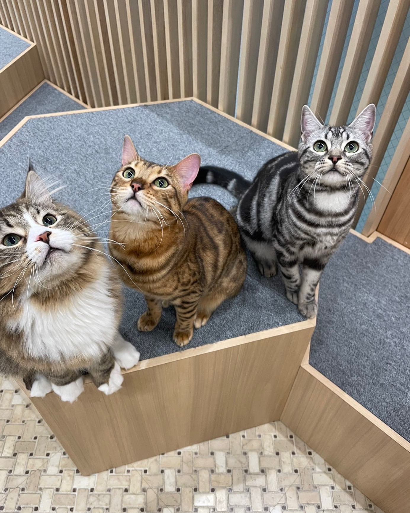 猫 カフェ mocha