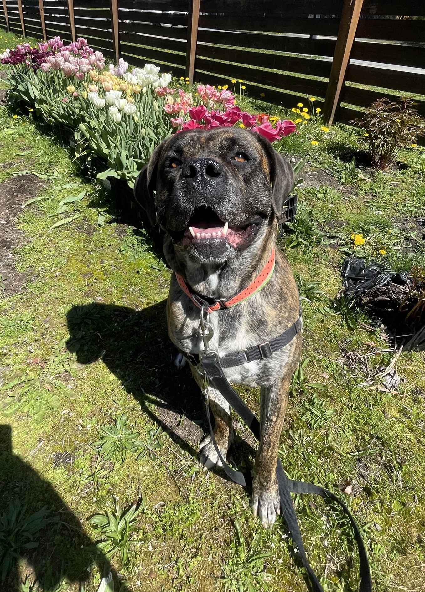 We have so many adoptable dogs... - BC SPCA Maple Ridge | Facebook