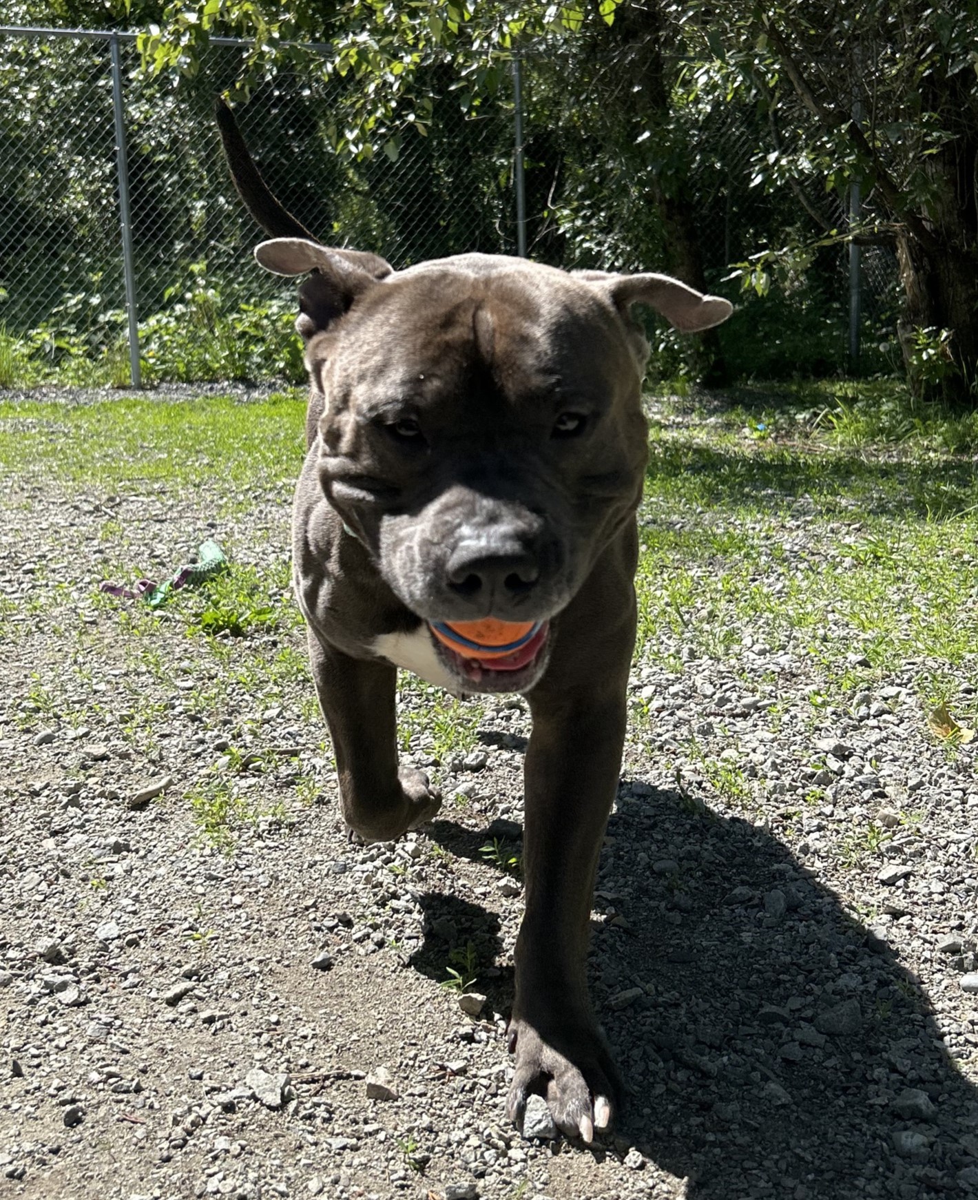 We have so many adoptable dogs... - BC SPCA Maple Ridge | Facebook