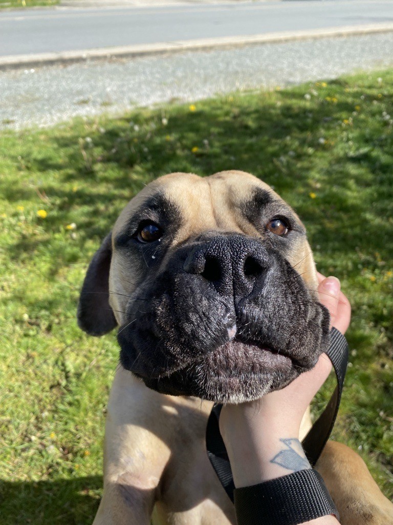 We have so many adoptable dogs... - BC SPCA Maple Ridge | Facebook