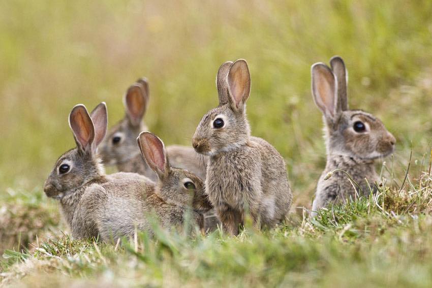 River - Feeding wild rabbits: Don't. Let them forage. If you feel you ...