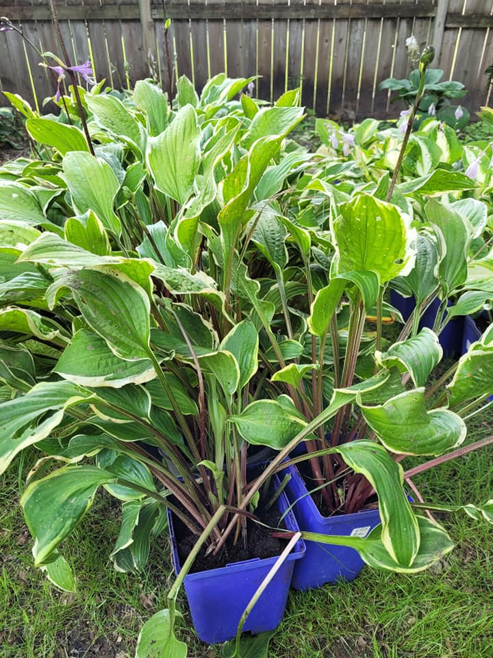 Hosta Obsession Garden Center