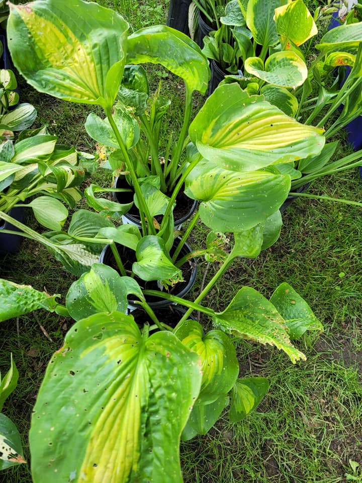 Hosta Obsession Garden Center