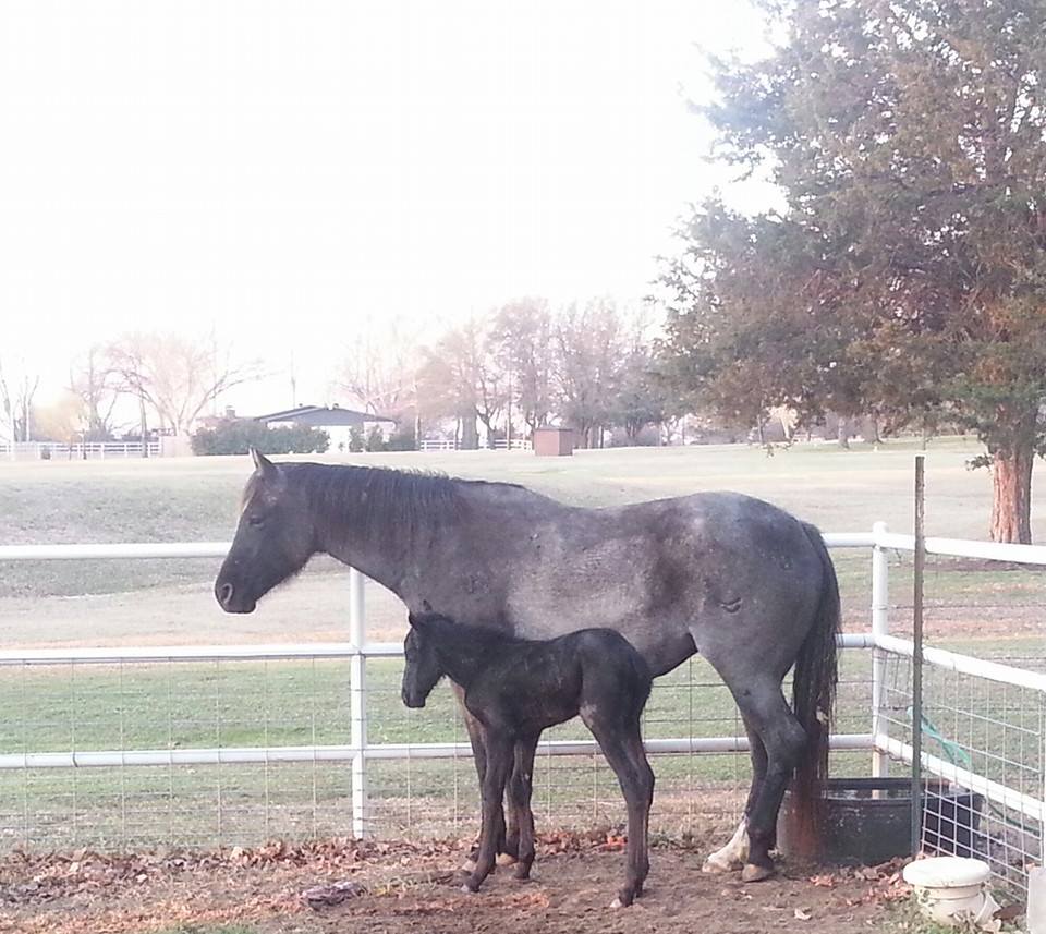 Rafter D Ranch Quarter... - Rafter D Ranch Quarter Horses