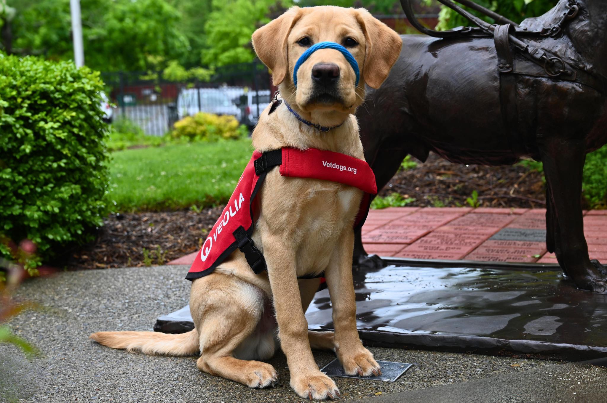 Meet Toast! 🎉 America’s VetDogs is... - America's VetDogs | Facebook