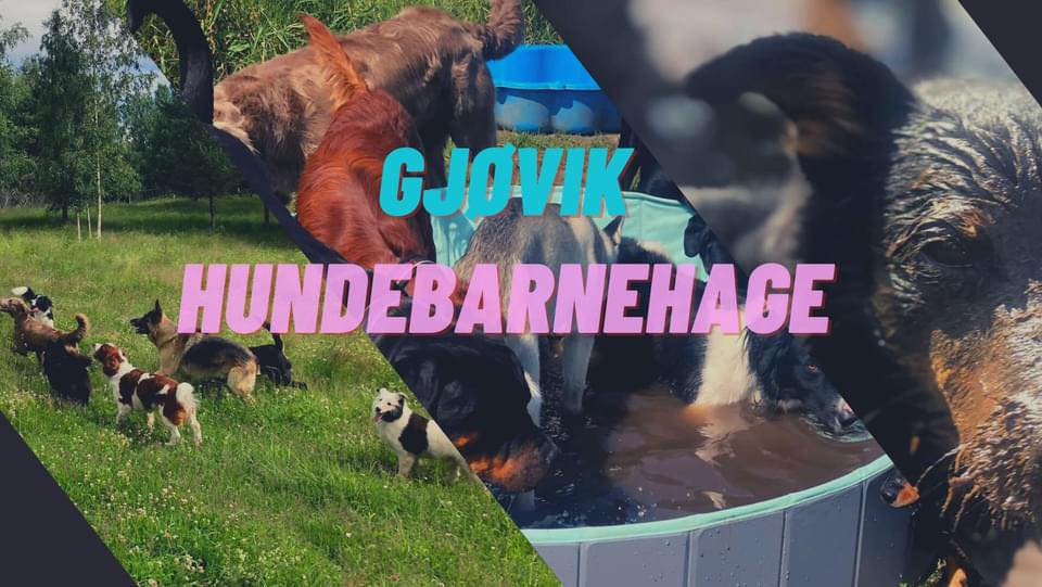 Gjøvik hundebarnehage | Gjøvik