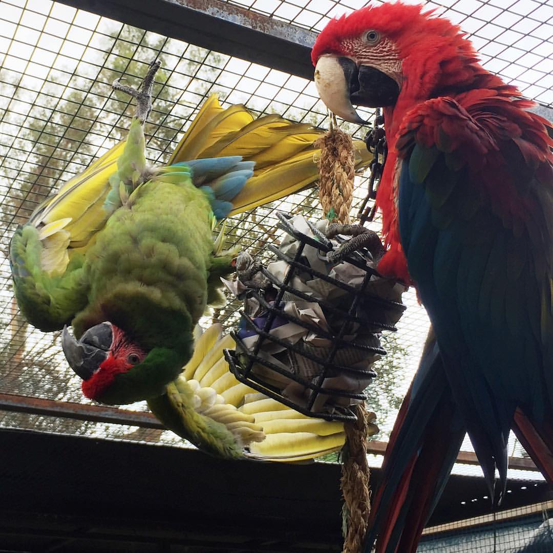 Photo inspiration: Picture Idea: Learningparrots