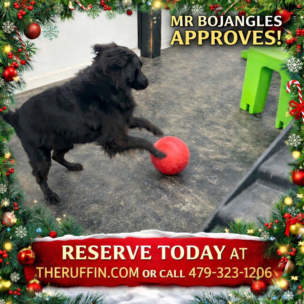 The Ruff Inn - 🎄 Holiday Boarding at The Ruff Inn 🎄... | Facebook