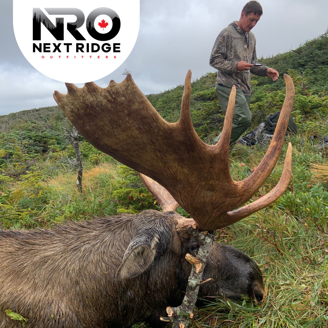 The moose here are... - The Next Ridge Outfitting Company Ltd