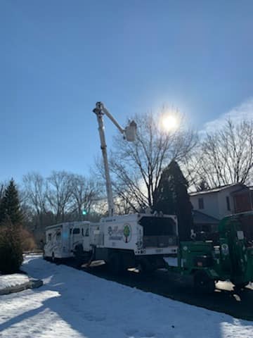 ProCare Tree services | Auburn Hills MI