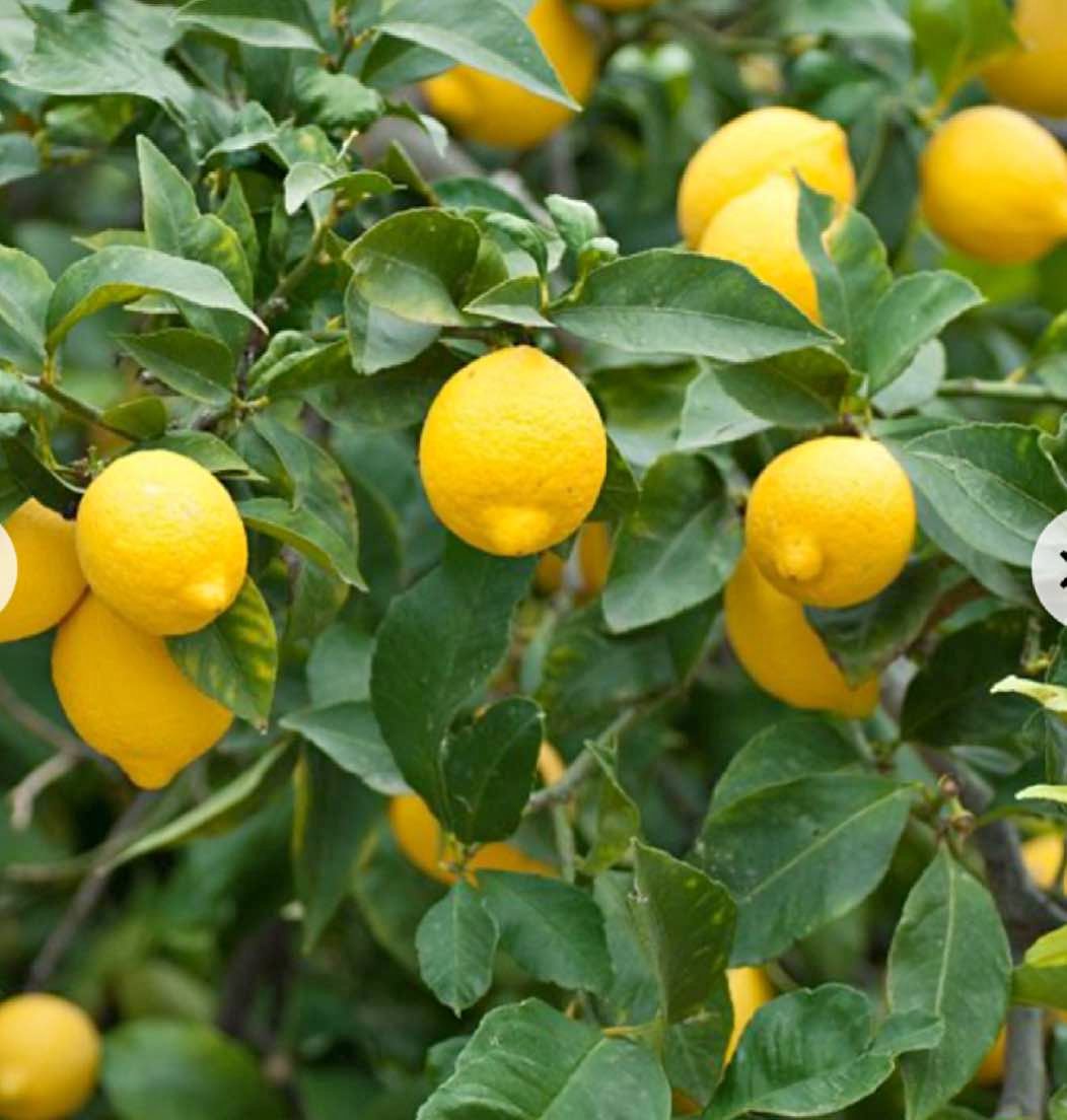 Cit-Lemon Imp Meyer - Plants & Seedlings - Garden Grove, California ...